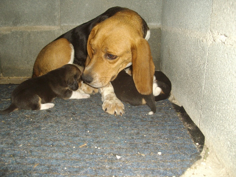 Des Echos Des Varrennes - Beagle - Portée née le 25/06/2011