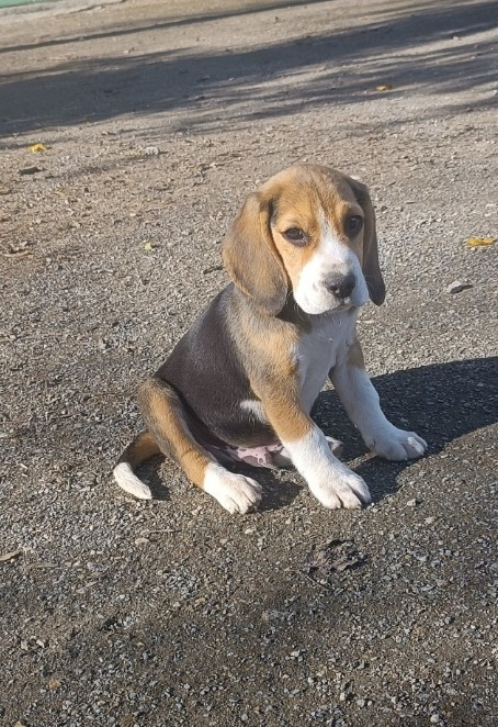 Des Echos Des Varrennes - Chiots disponibles - Beagle