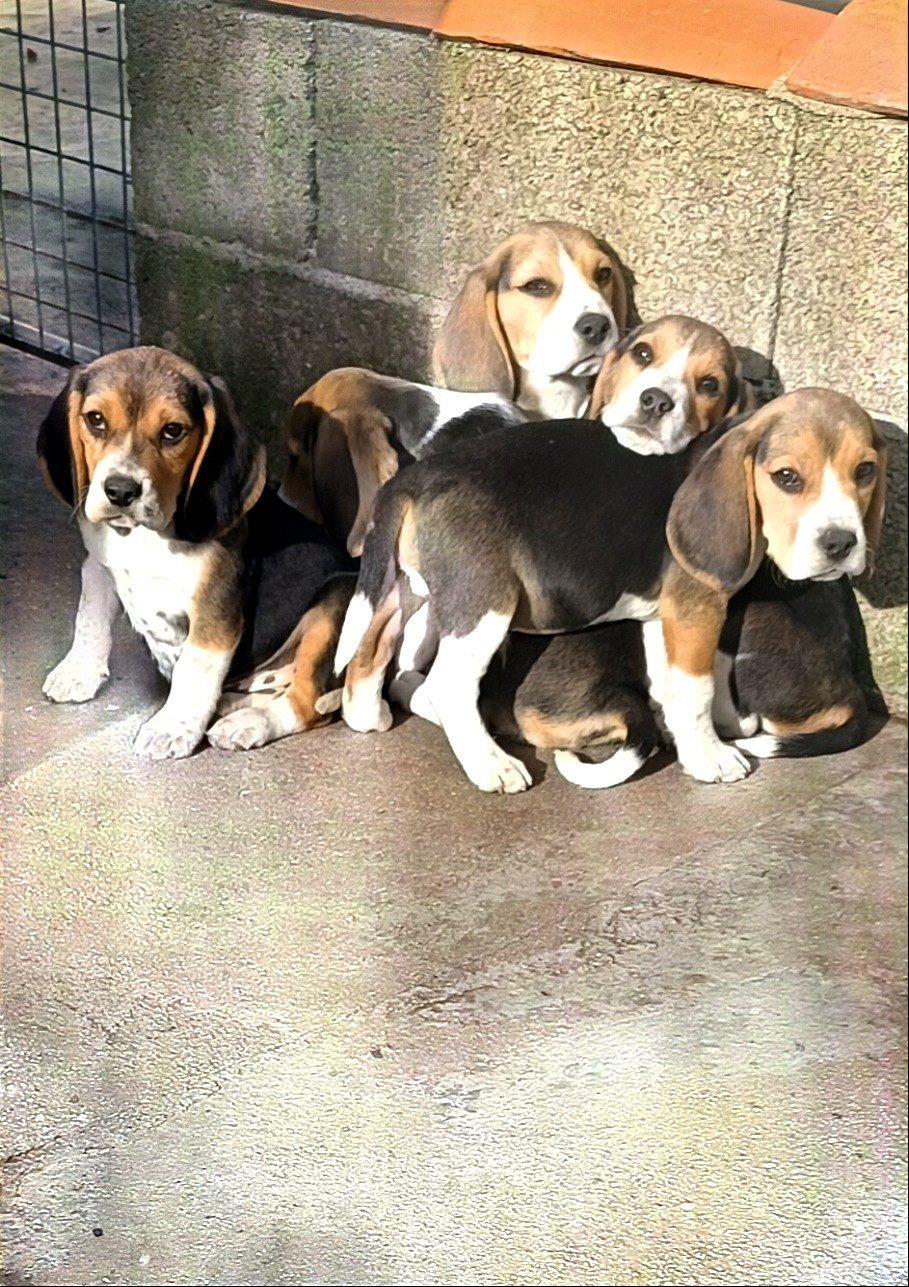 Chiot Beagle Des Echos Des Varrennes