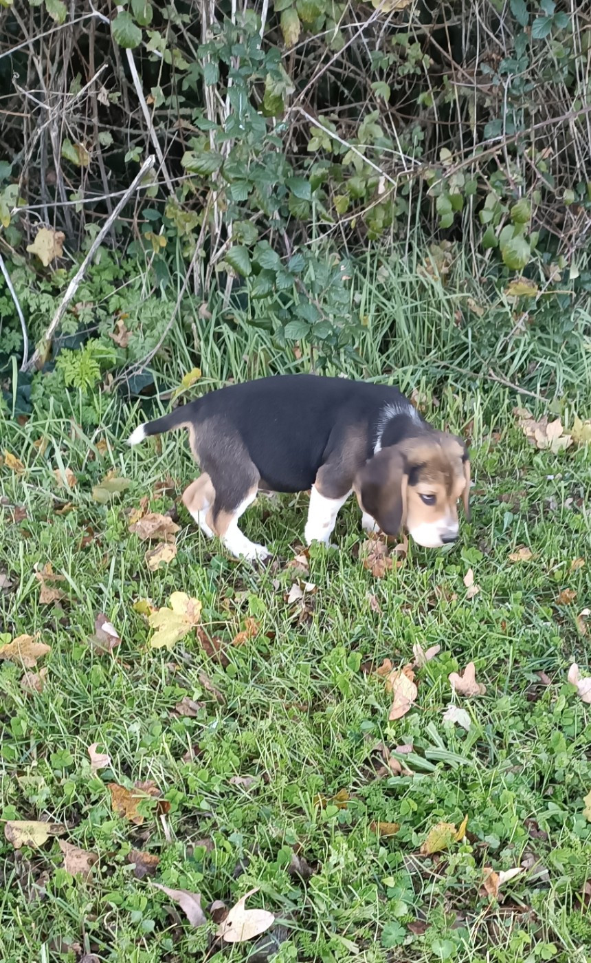 Des Echos Des Varrennes - Chiots disponibles - Beagle
